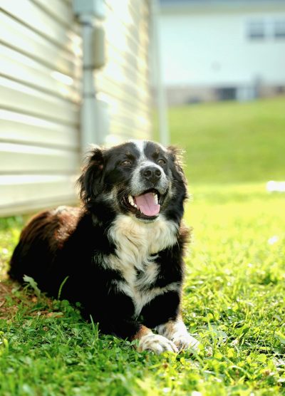 happy-dog-in-yard